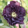 Hellebore Double Ellen Purple 3 Plants 2 Litre Pot