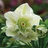 Hellebore Double Ellen White 1 Plant 2 Litre Pot
