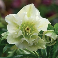 Hellebore Double Ellen White 1 Plant 2 Litre Pot