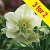 Hellebore Double Ellen White 3 Plants 2 Litre Pot