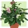 Hellebore Ellen Mix 1 Pre-Planted Container