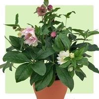 Hellebore Ellen Mix 1 Pre-Planted Container