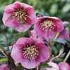 Hellebore Pink Lady 1 Plant 2 Litre