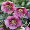 Hellebore Pink Lady 3 Plants 2 Litre