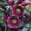 Hellebore Red Lady 3 Plants 2 Litre