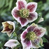 Hellebore White Spotted Lady 1 Plant 2 Litre