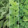 Herb Collection A 1 Pre-Planted Container