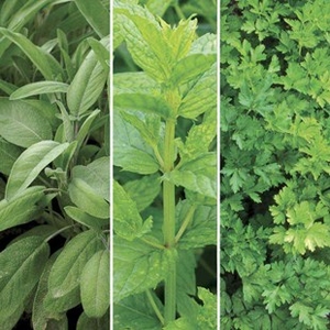 Herb Collection A 1 Pre-Planted Container
