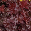Heuchera Chocolate Ruffles 1 Pre-Planted Container