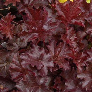 Heuchera Chocolate Ruffles 1 Pre-Planted Container