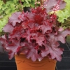 Heuchera Fire Chief 2 Pre-Planted Containers