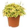 Heuchera Stoplight 2 Pre-Planted Containers