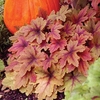 Heuchera Sweet Tea 3 Plants 2 Litre
