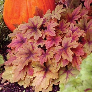 Heuchera Sweet Tea 3 Plants 2 Litre