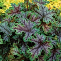 Heuchera Tapestry 1 Plant 2 Litre