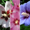 Hibiscus Collection 3 Plants 3 Litre