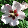 Hibiscus Hamabo 1 Plant 3 Litre