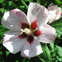 Hibiscus Hamabo 1 Plant 3 Litre