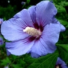 Hibiscus Syriacus Marina 1 Plant 3 Litre