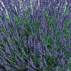 Hidcote Lavender 12 9cm Pot