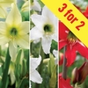 Hippeastrum Collection 3 Bulbs