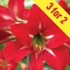 Hippeastrum Sonatini Balentino 3 Bulbs