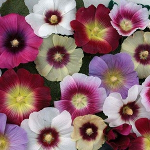 Hollyhock Halo Collection 12 XLarge Plants