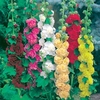 Hollyhock mix 24 Large Plants