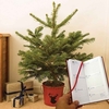Home Christmas LED Tree with Red Pot and Diary