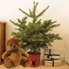 Home Christmas Tree Red Pot and Teddy