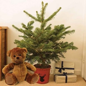 Home Christmas Tree Red Pot and Teddy