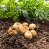 Home Guard Seed Potatoes 2kg