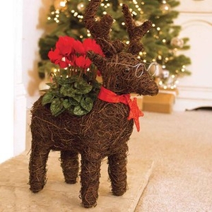 Home Reindeer Star Container with Cyclamen