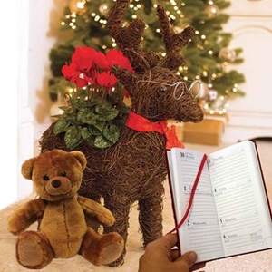 Home Reindeer Star Container with Cyclamen plus Diary and Teddy