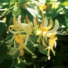 Honeysuckle Halls Prolific (lonicera) 3 Plants 9cm Pot