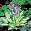 Hosta Fire & Ice 3 Plants 1 Litre Pot
