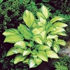 Hosta Great Expectations 6 Plants 1 Litre Pot