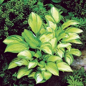 Hosta Great Expectations 6 Plants 1 Litre Pot