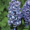 Hyacinth Blue 1x1 Litre Pot