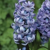 Hyacinth Blue 3x1 Litre Pot