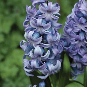Hyacinth Blue 3x1 Litre Pot