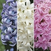 Hyacinth Collection 3x1 Litre Pot