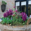 Hyacinth Fritillaria Muscari Layered Mix 60 Bulbs