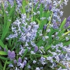 Hyacinth Muscari Layered Mix 40 Bulbs