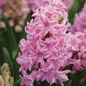 Hyacinth Pink 1x1 Litre Pot