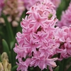 Hyacinth Pink 3x1 Litre Pots
