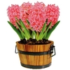 Hyacinth Pink Pearl in Barrel Planter 5 Bulbs