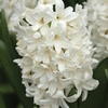 Hyacinth White 3x1 Litre Pot