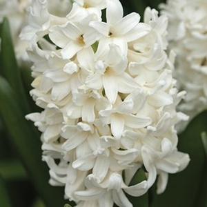 Hyacinth White 3x1 Litre Pot