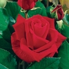Hybrid Tea Rose Ena Harkness 1 Plant Bare Root